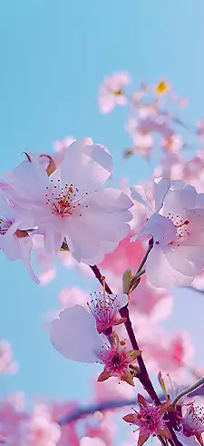 Free photo: Pink flower wallpaper - Beauty, Color, Flora - Free Download -  Jooinn