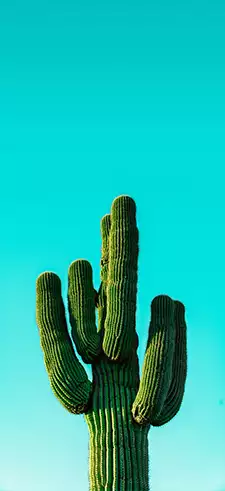 Cactus Phone Wallpapers