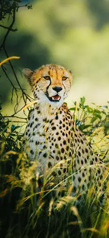 Cheetah Phone Wallpapers